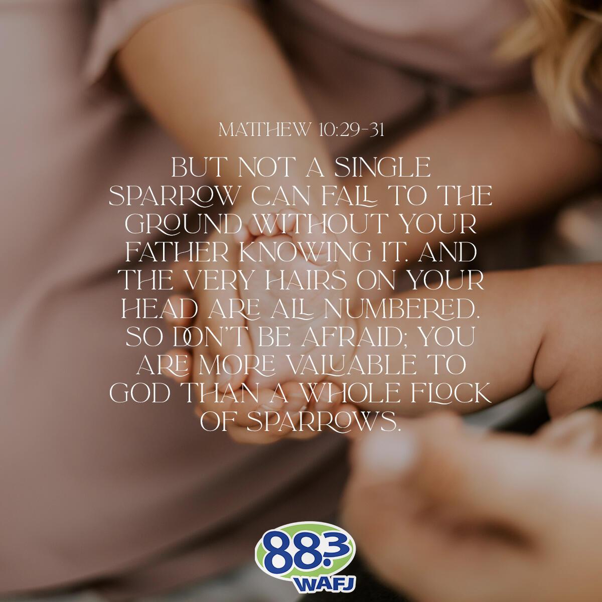 Matthew 10:29-31 - Verse of the Day